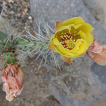 Opuntia cymochila unspecified picture