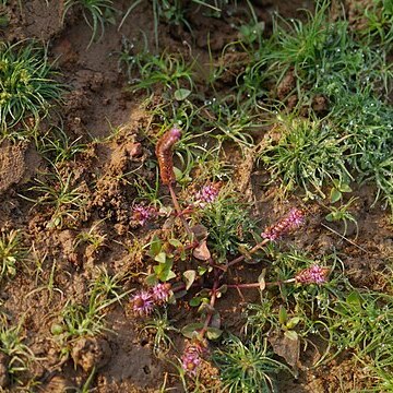 Rotala macrandra unspecified picture