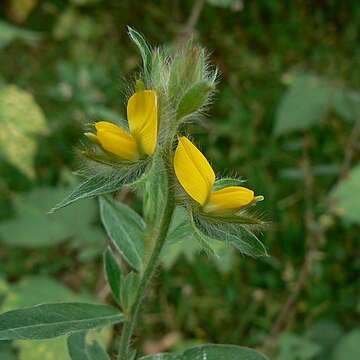 Crotalaria calycina unspecified picture