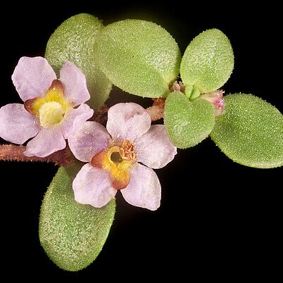 Glossostigma unspecified picture