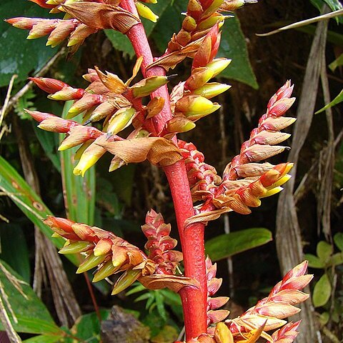 Tillandsia maculata unspecified picture