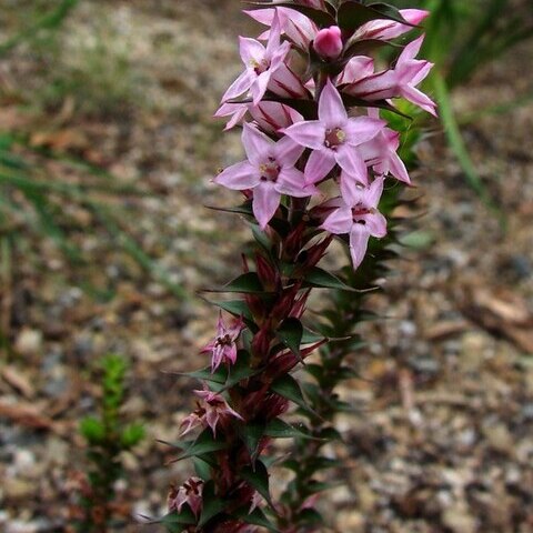 Epacris purpurascens unspecified picture