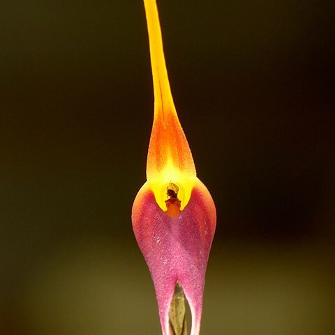 Masdevallia impostor unspecified picture