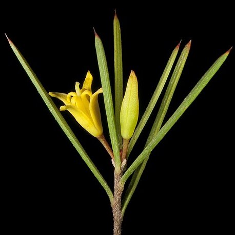 Persoonia sulcata unspecified picture