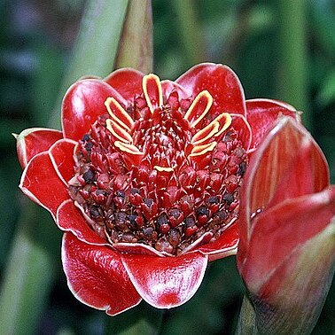 Etlingera solaris unspecified picture