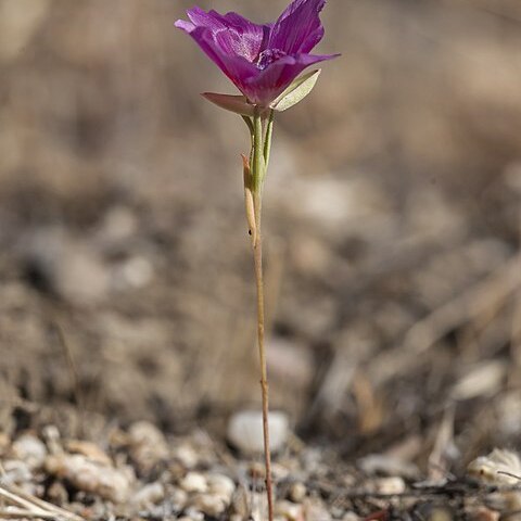 Clarkia jolonensis unspecified picture