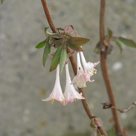 Lonicera elisae unspecified picture