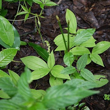 Peristylus stocksii unspecified picture