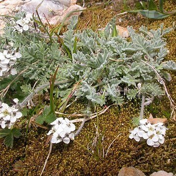 Smelowskia calycina unspecified picture