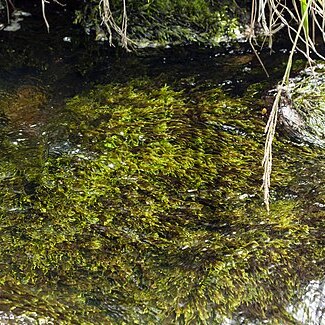 Limbella tricostata unspecified picture