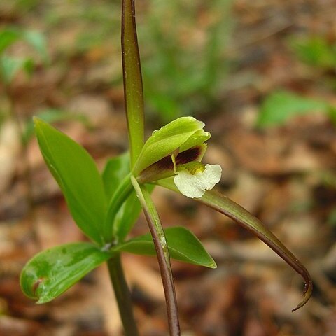 Isotria verticillata unspecified picture