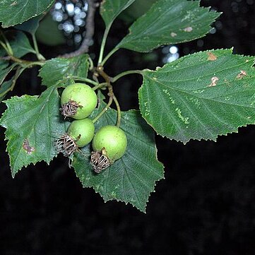 Crataegus pruinosa unspecified picture