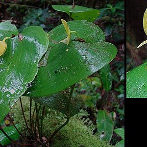 Pleurothallis titan unspecified picture