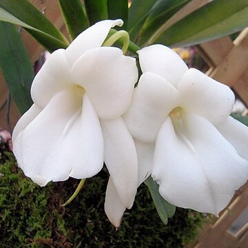 Angraecum magdalenae unspecified picture