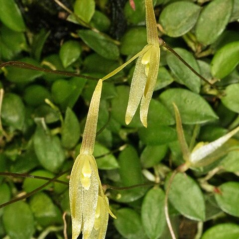 Barbosella dusenii unspecified picture