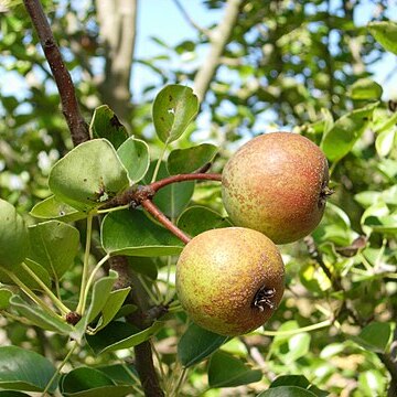 Pyrus pashia unspecified picture