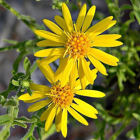 Chrysopsis scabrella unspecified picture