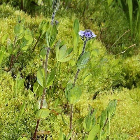 Veronica wormskjoldii unspecified picture