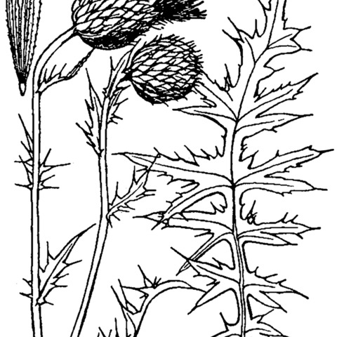 Cirsium flodmanii unspecified picture