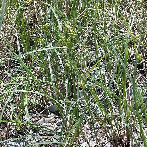 Carex scabrifolia unspecified picture