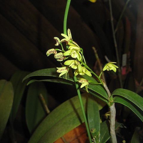 Dendrobium gracilicaule unspecified picture