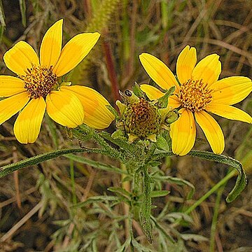 Bidens kirkii unspecified picture