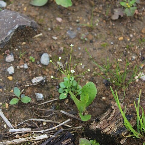 Androsace filiformis unspecified picture