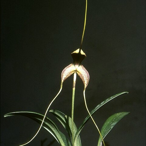 Masdevallia wurdackii unspecified picture