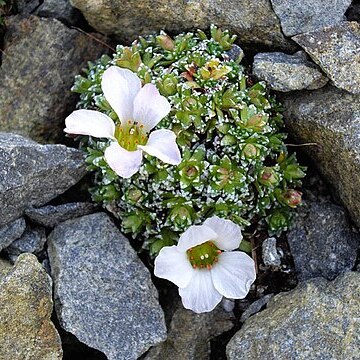 Saxifraga iranica unspecified picture