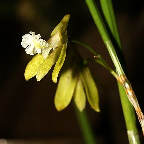 Dendrobium bowmanii unspecified picture