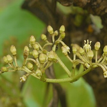 Cissus woodrowii unspecified picture