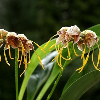 Masdevallia ova-avis unspecified picture