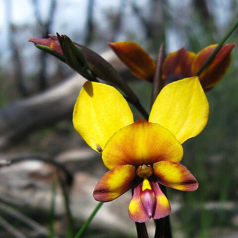 Diuris magnifica unspecified picture