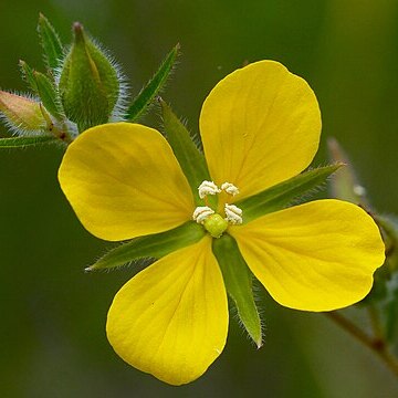 Ludwigia hirtella unspecified picture