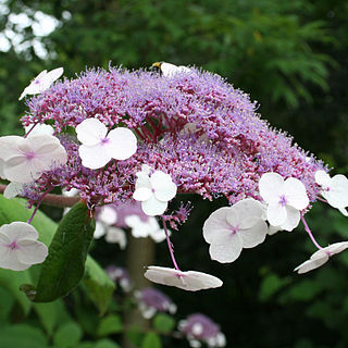 Hydrangea aspera unspecified picture