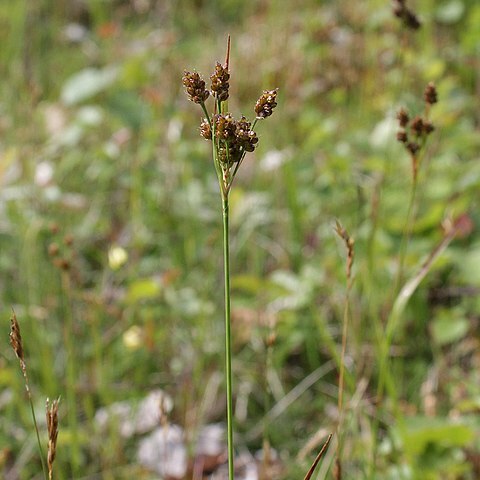 Luzula pallescens unspecified picture