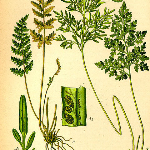 Cryptogramma unspecified picture