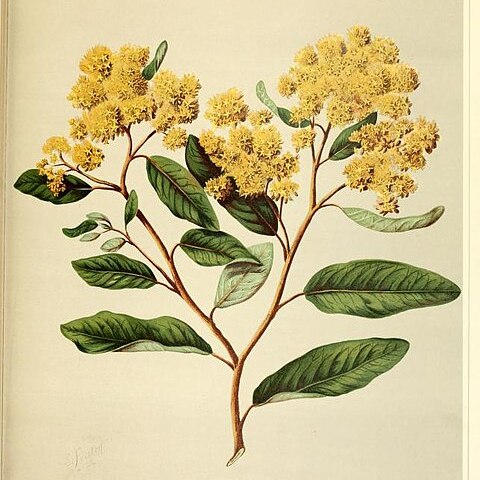 Pomaderris elliptica unspecified picture