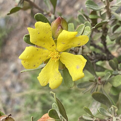 Hibbertia praemorsa unspecified picture