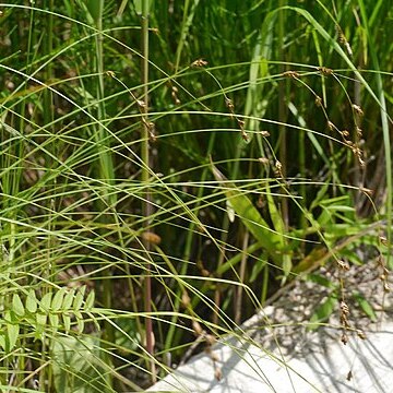 Carex nemurensis unspecified picture