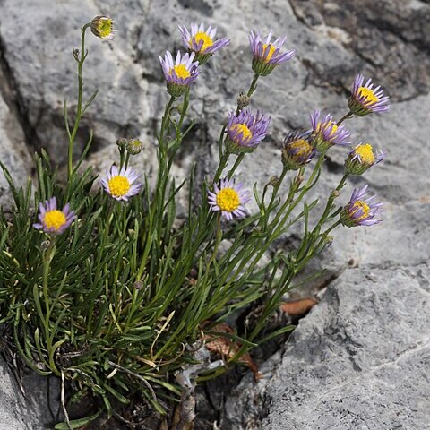 Erigeron arenarioides unspecified picture