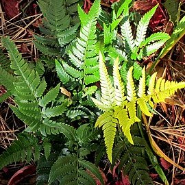 Dryopteris labordei unspecified picture