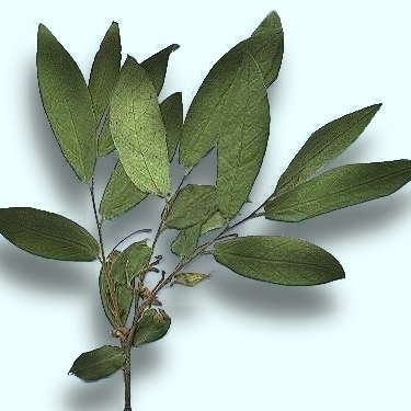 Combretum edwardsii unspecified picture