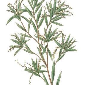 Leucopogon unspecified picture