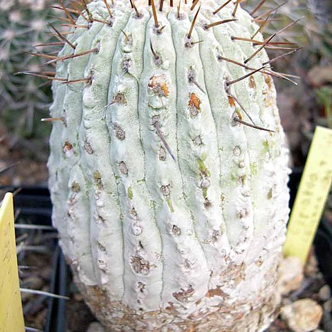 Copiapoa cinerea subsp. columna-alba unspecified picture