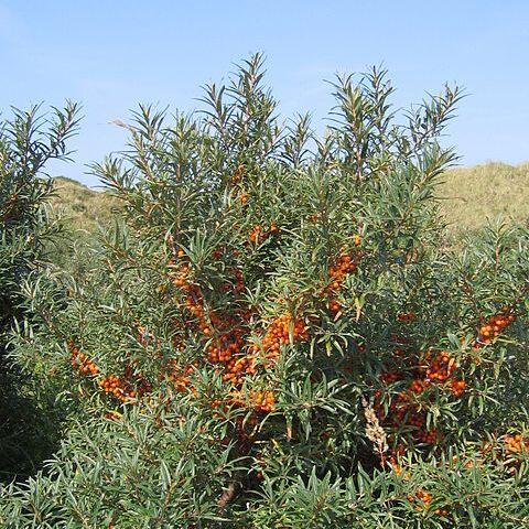 Hippophae unspecified picture