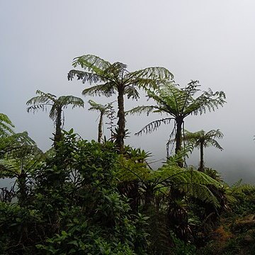 Cyathea unspecified picture