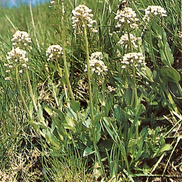 Noccaea caerulescens subsp. calaminaris unspecified picture