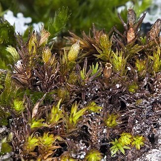 Orthotrichum norrisii unspecified picture