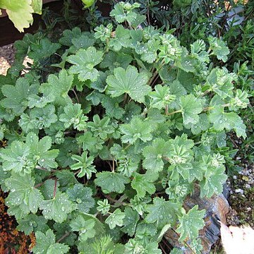 Alchemilla erythropoda unspecified picture